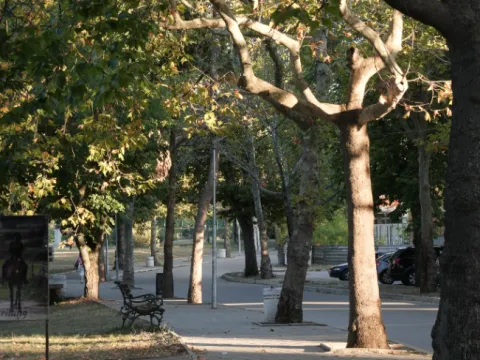 Чинари и дървена пейка покрай алея, огрени от ниското слънце