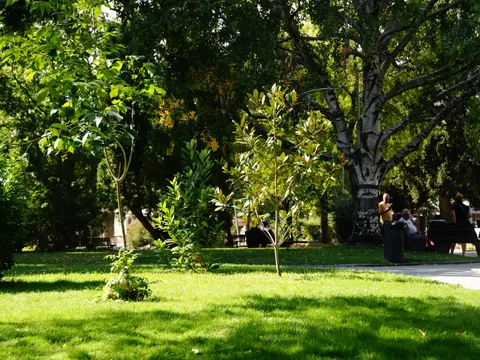Млади дървета на поляната, хора на пейка под голямо дърво