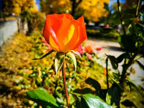 Оранжева роза в леха в парка, на фона на жълти есенни дървета