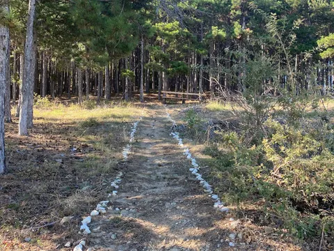 Пътека, очертана с бели камъчета, води към боровата гора
