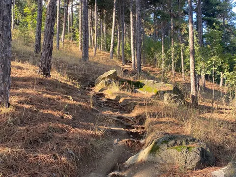 Пътека със стъпала от корени и камъни в боровата гора